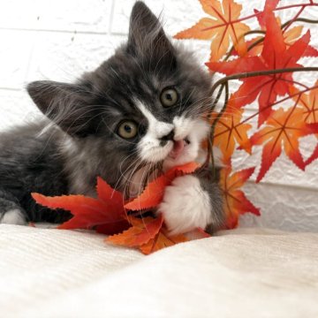 スコティッシュフォールド(立ち耳)【宮城県・男の子・2025年8月24日・ブラックタビーホワイト】の写真「ブラックタビーホワイト」