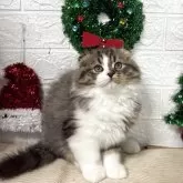 スコティッシュフォールド(折れ耳)