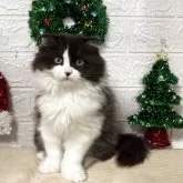 スコティッシュフォールド(折れ耳)