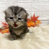 スコティッシュフォールド(折れ耳)