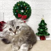 スコティッシュフォールド(折れ耳)