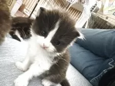 スコティッシュフォールド(折れ耳)【宮城県・男の子・2025年8月24日・ブラックタビーホワイト】の写真14