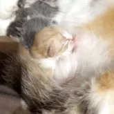 スコティッシュフォールド(折れ耳)【宮城県・女の子・2025年9月13日・クリームタビー&ホワイト】の写真6