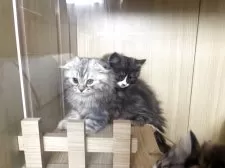 スコティッシュフォールド(折れ耳)【宮城県・男の子・2025年8月24日・シルバータビーホワイト】の写真7