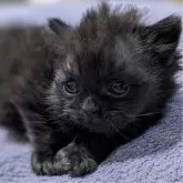 ブリティッシュショートヘア【福島県・男の子・2023年12月14日・ブラック】の写真1