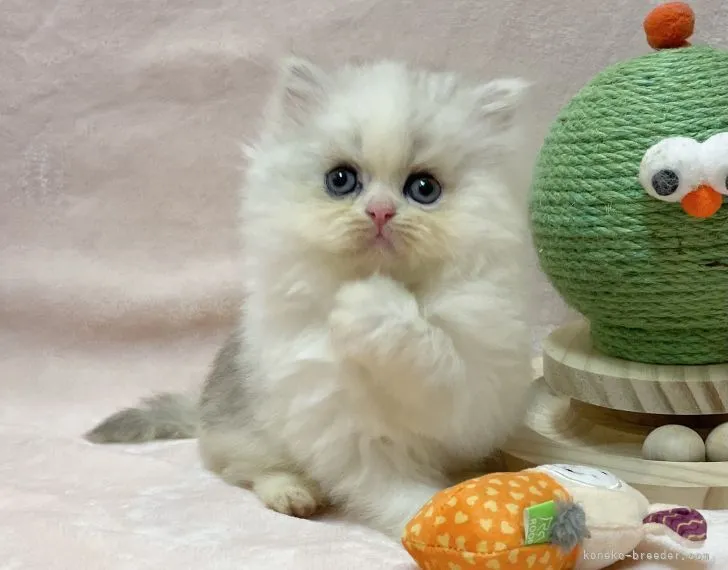 ID：2205-02303の子猫