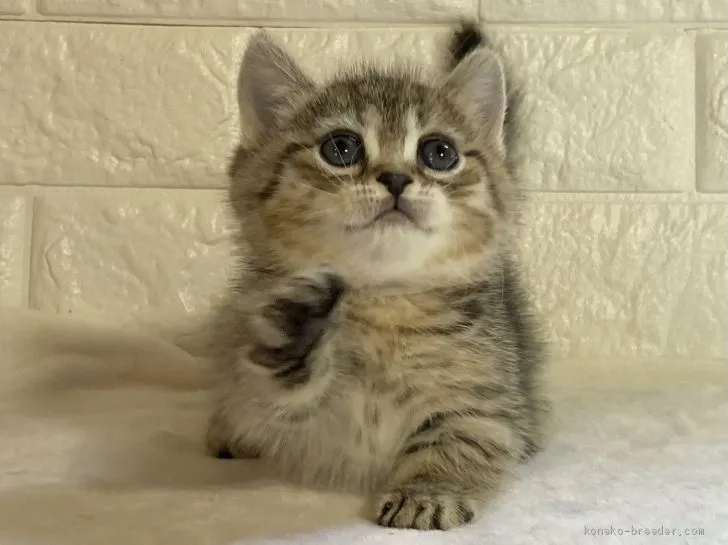ID：2101-00180の子猫
