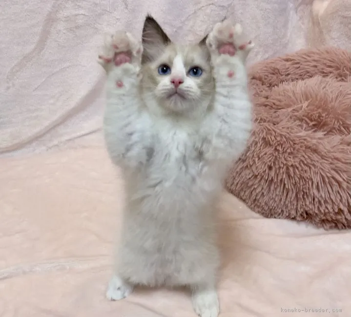 ID:2111-02025の子猫