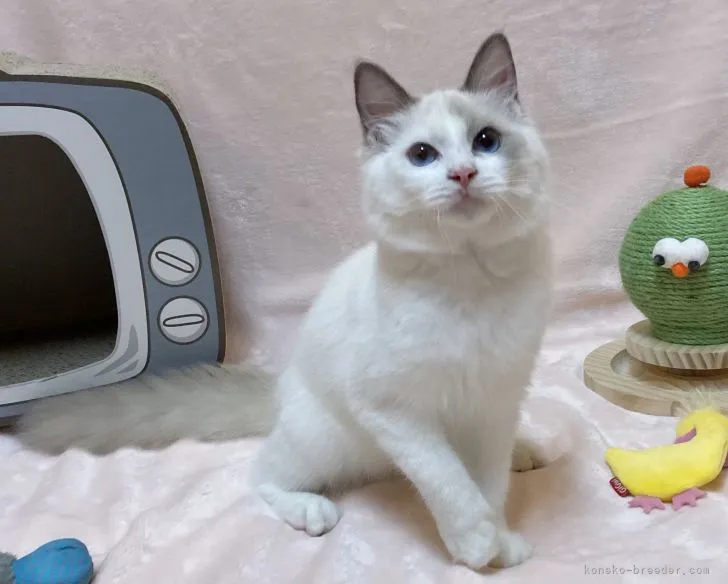 ID：2112-01247の子猫