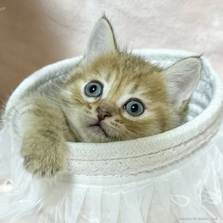 ID:2411-01656の子猫