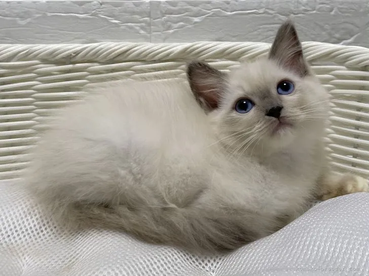 ID：2105-00755の子猫