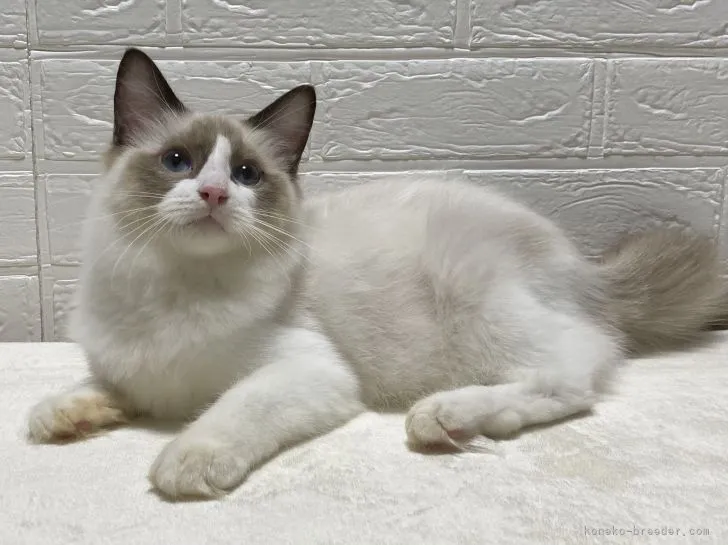 ID：2105-01513の子猫