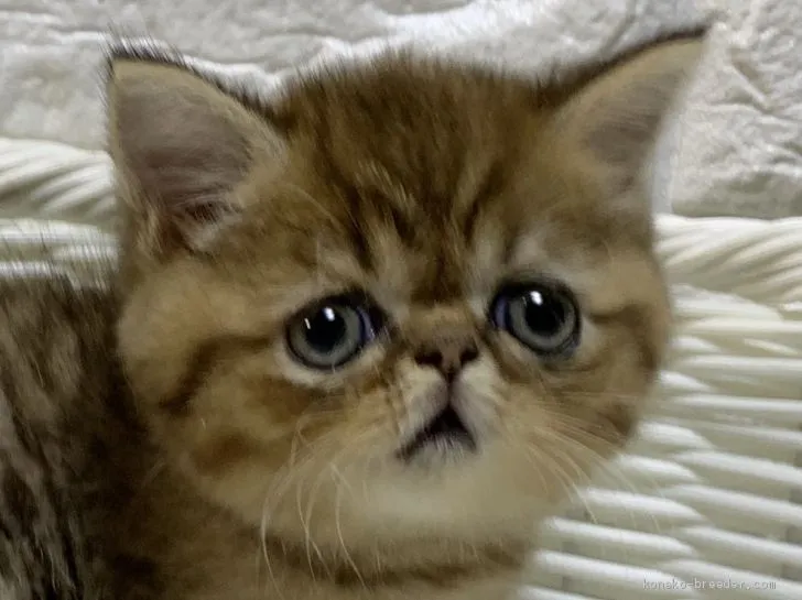 猫大好き 様のお迎えした子猫