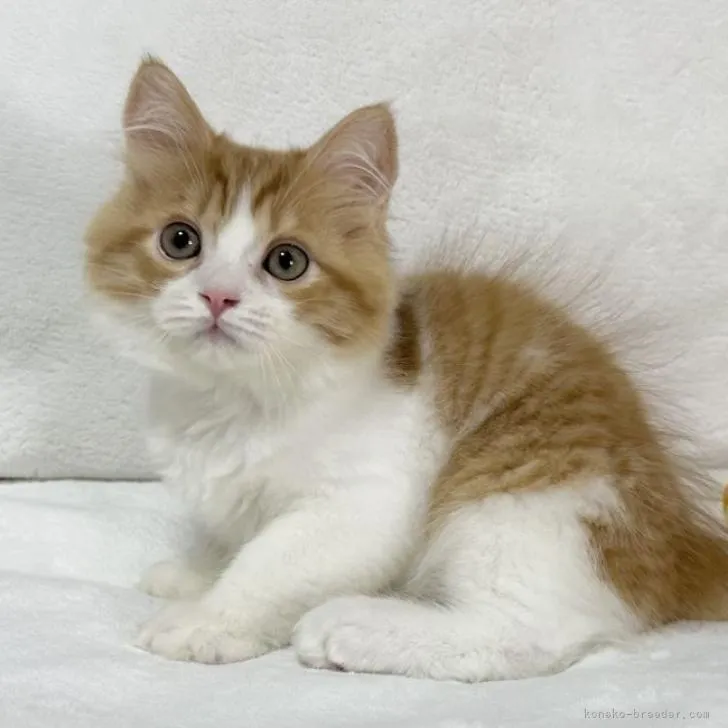 ID:2302-00055の子猫