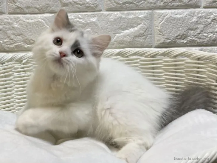 ID:2012-00126の子猫