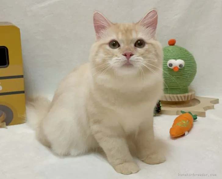 マンチカン(長足)【愛知県・男の子・2021年12月10日・カメオタビー】の写真1