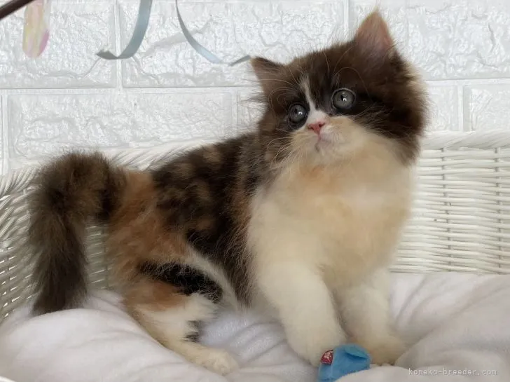 ID:2110-00343の子猫