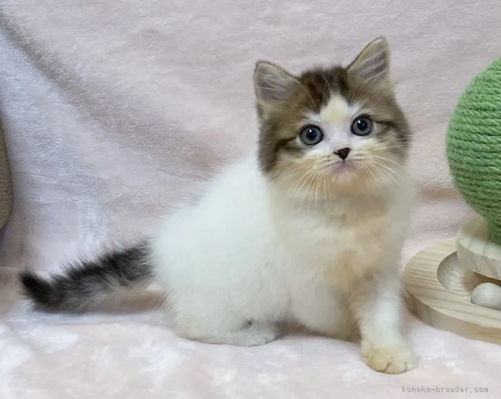 ID:2202-00618の子猫