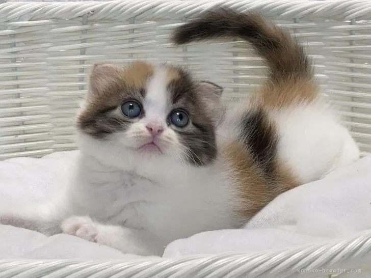 ID：2109-01528の子猫