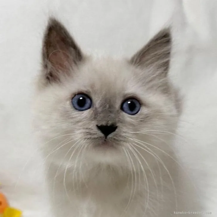 まきべ 様のお迎えした子猫