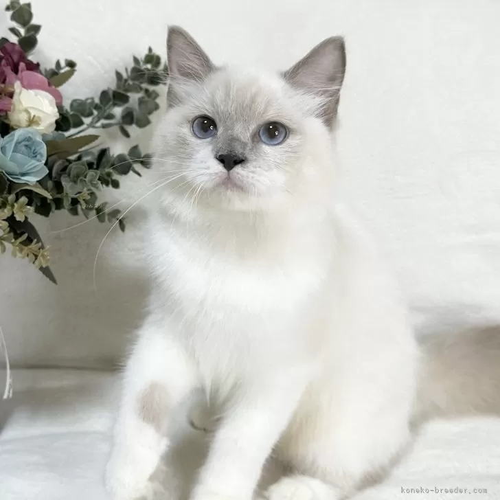 ID:2403-01390の子猫