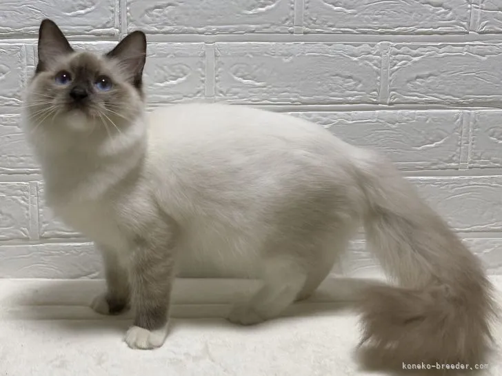 ID:2105-01516の子猫