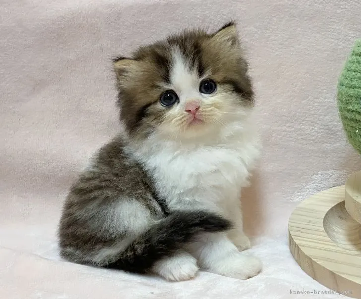 ID:2205-02264の子猫
