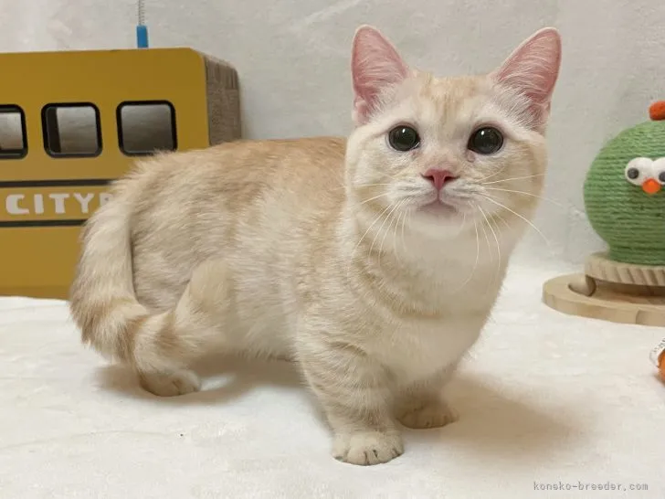 KH 様のお迎えした子猫