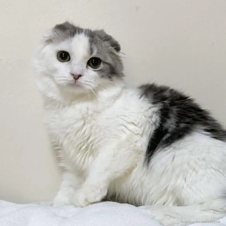 ID:2211-00190の子猫