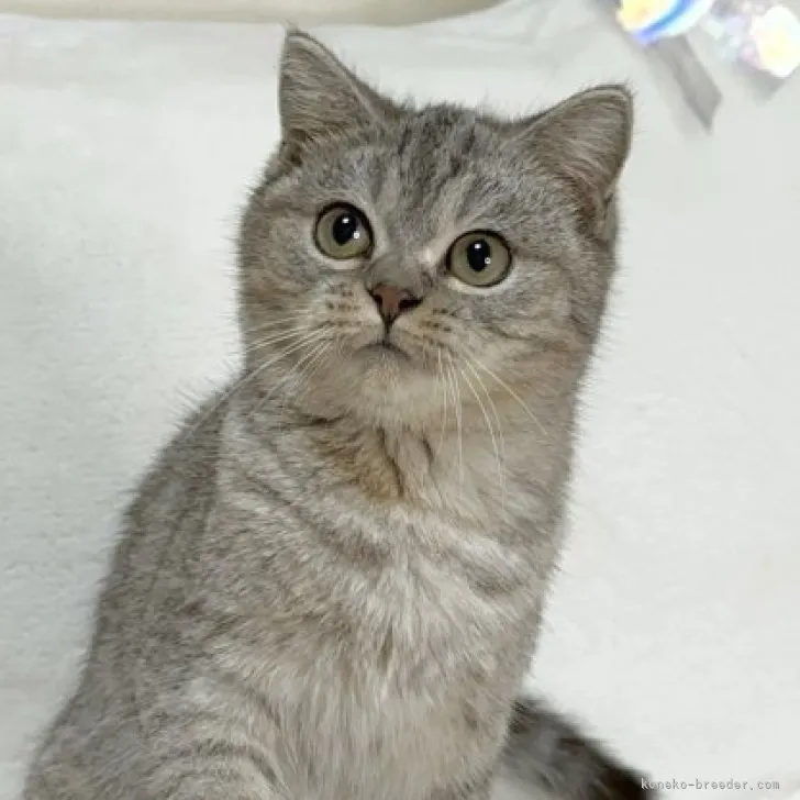 K.S 様のお迎えした子猫