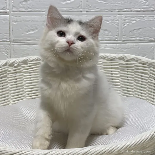 ID:2106-02742の子猫