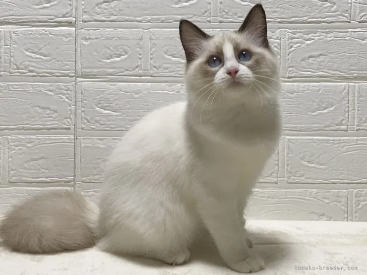 ID：2105-01515の子猫