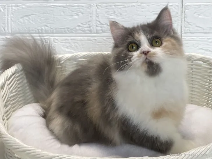 ID:2108-00679の子猫