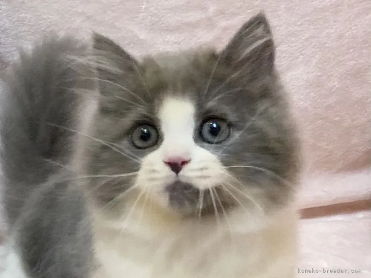 ID:2111-02124の子猫