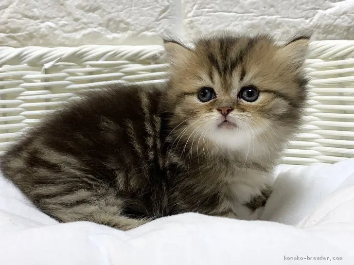 ID：2010-00683の子猫