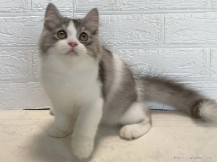 ID：2109-00784の子猫