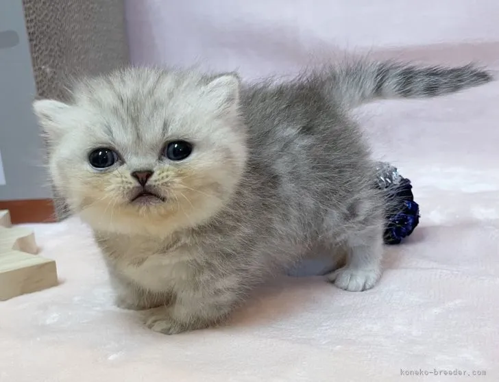 ID:2206-00619の子猫