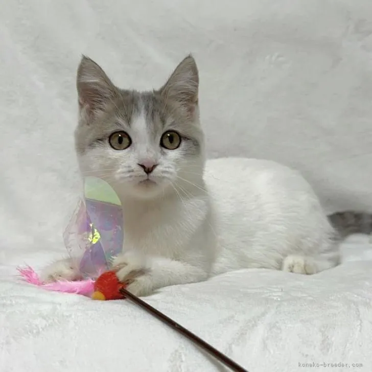 ID：2208-01988の子猫