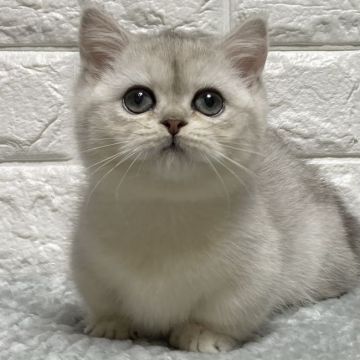 ミヌエット【愛知県・女の子・2020年11月19日・チンチラシルバー】の写真「極短足の女の子💕」