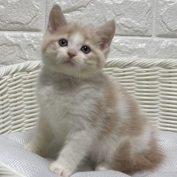 マンチカン(長足)【愛知県・男の子・2021年1月10日・クリーム&ホワイト】の写真「愛くるしいお顔です♡」