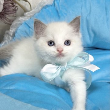 ラグドール【愛知県・男の子・2023年10月5日・ブルーポイントバイカラー】の写真「🎀の色は水白です✨」