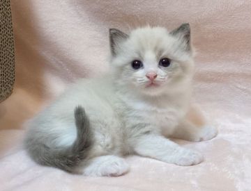 ラグドール【愛知県・男の子・2021年11月13日・ブルーポイントバイカラー】の写真「おっとりした性格です(*^o^*)」