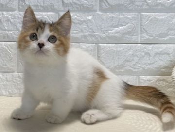 マンチカン(短足)【愛知県・女の子・2021年6月11日・ブラウンパッチドタビー&ホワイト】の写真「短足♡女の子♡ショートヘア」