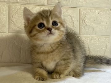 ミヌエット【愛知県・女の子・2020年11月22日・チンチラゴールデン】の写真「短足でお顔もキュート♡」