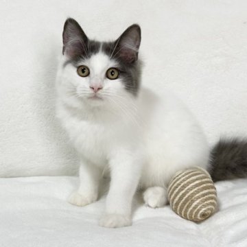 ラグドール×スコティッシュフォールド【愛知県・男の子・2022年11月22日・ブルー&ホワイト】の写真「じっと見つめてきます😊💕」