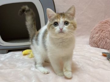 ミヌエット【愛知県・女の子・2021年8月26日・ブラウンパッチドタビー&ホワイト（ふわふわショートヘア）】の写真「お目目がまんまる❤︎真顔っぽい女の子」