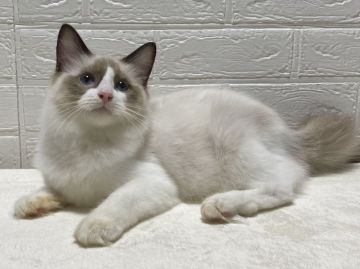 ラグドール【愛知県・男の子・2021年1月6日・シールポイントバイカラー】の写真「素敵な男の子に成長しました♡」
