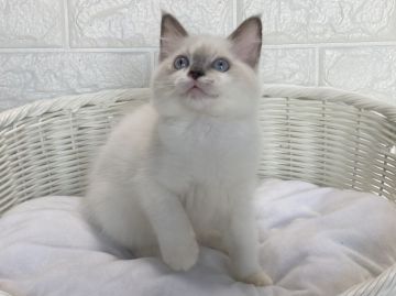 ラグドール【愛知県・女の子・2021年8月19日・ブルーポイントバイカラー】の写真「明るい性格でかわいい✨」