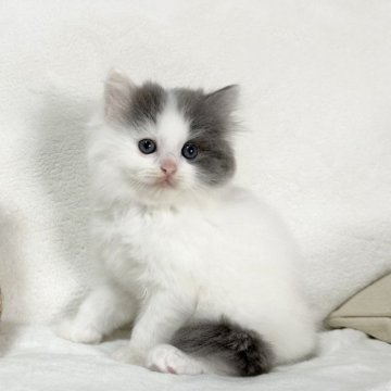 ラグドール×スコティッシュフォールド【愛知県・男の子・2023年2月25日・ブルー&ホワイト】の写真「おっとりさん💕😊可愛いです」