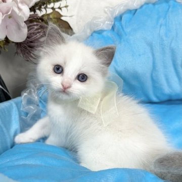 ラグドール【愛知県・女の子・2023年10月5日・ブルーポイントバイカラー】の写真「🎀の色は黄色です✨愛らしい女の子」